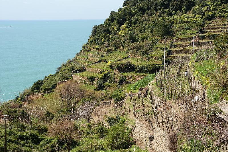 Corniglia (11).JPG